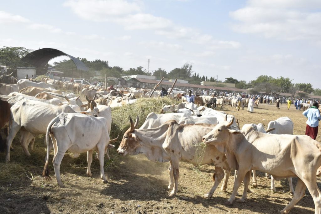 Livestock traders in Garissa set to benefit from modern market project
