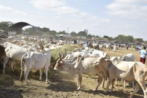 Livestock traders in Garissa set to benefit from modern market project