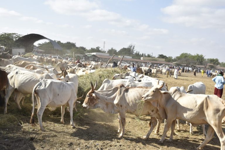 Livestock traders in Garissa set to benefit from modern market project