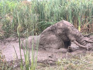 Elephant rescued from mud in Galana after swift community action