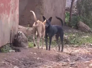 Stray dogs terrorise residents of Gatarwa, Kirinyaga