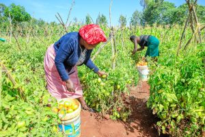 Tomato farmers reap big as Kirinyaga County rolls out pest management trainings