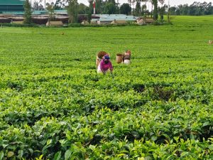 Tea sector records increased exports despite low output
