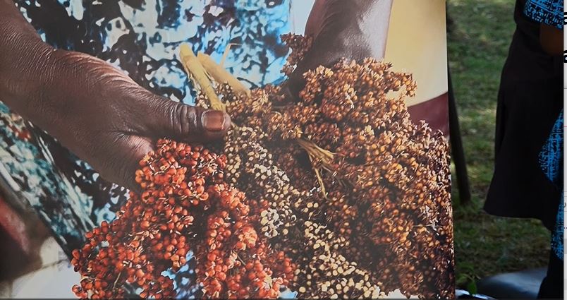 Call for reintroduction of indigenous crops that are key to nutrition and food security in Kenya