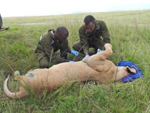 Injured lioness beats the odds, returns to pride after swift rescue