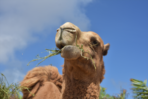 20 Camels disqualified in Oman for cosmetic enhancements