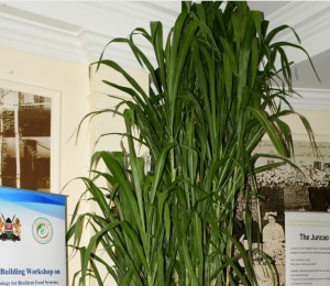 Fast-growing Chinese grass promises to ease feed crisis