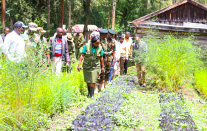 Inside state’s plan to plant one million trees in Vihiga