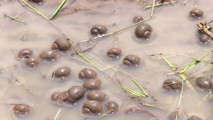 Mwea farmers count heavy losses as apple snails ravage rice fields