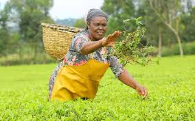 State injects Sh3.5bn to revamp tea factories