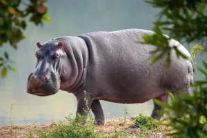 Kirinyaga: Residents in fear as hippos invade homes, destroy crops