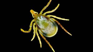 How a tick bite can cause a deadly meat allergy