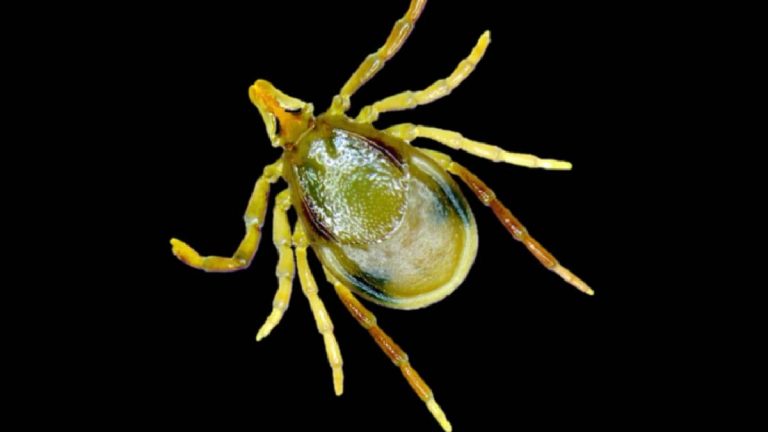 How a tick bite can cause a deadly meat allergy