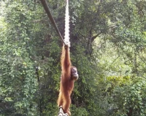 Orangutan uses Indonesia canopy bridge in ‘world first’: NGO