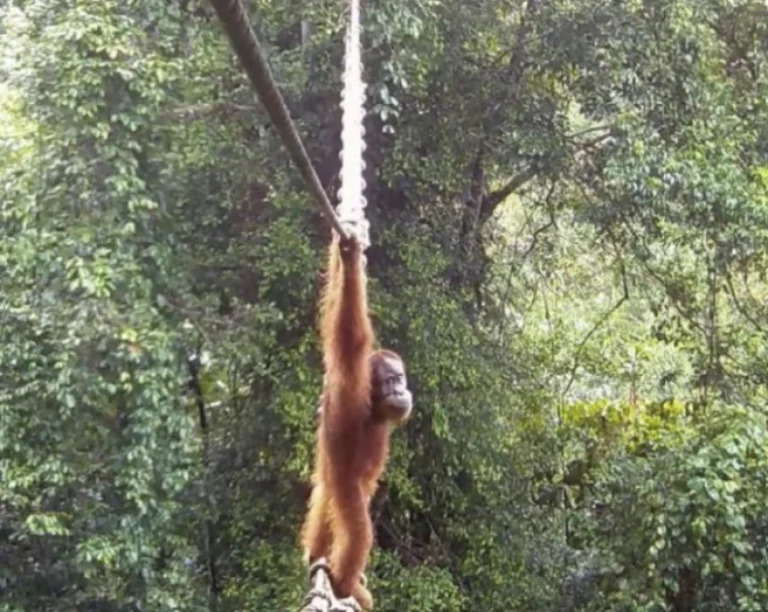 Orangutan uses Indonesia canopy bridge in ‘world first’: NGO