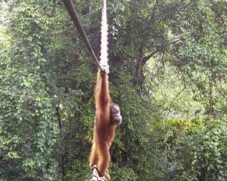Orangutan uses Indonesia canopy bridge in ‘world first’: NGO