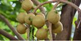 Kenya eyes Malaysia in bid to grow horticulture and nut exports