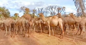 Tension grips Tseikuru after locals, camel herders clash