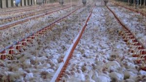 Civil society questions industrial livestock push in Africa’s agriculture financing
