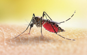 Prepare for almost certain malaria outbreaks – state
