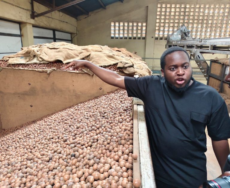 Macadamia traders warn raw nuts exports ban could lock sector out of vast Chinese market