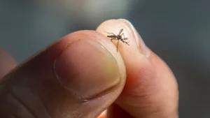 Kisii, Nandi counties at risk of malaria outbreak in April, May – Alert shows