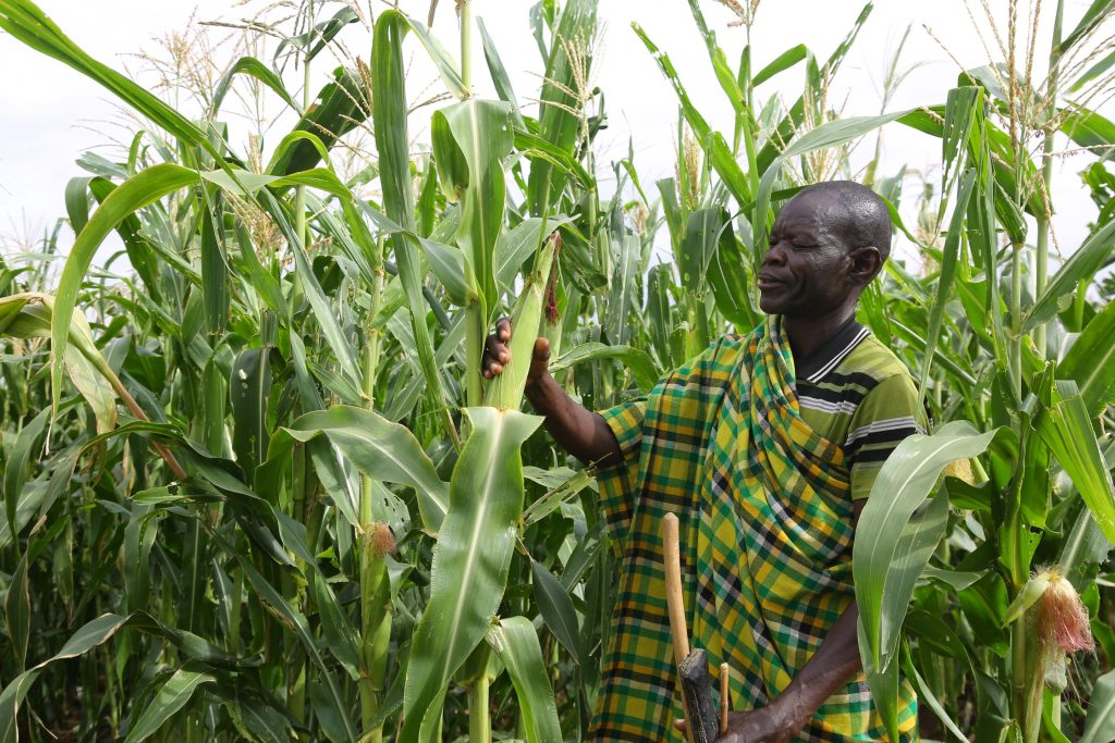 Drought pushes Turkana and Garissa pastoralists into irrigation farming