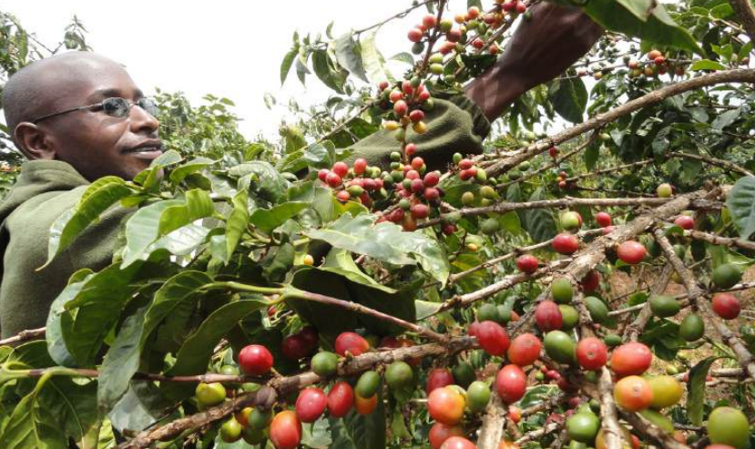 Farmers enjoy cash boom as coffee production spikes