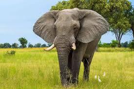 Elephant fatally attacks herder in Kajiado village