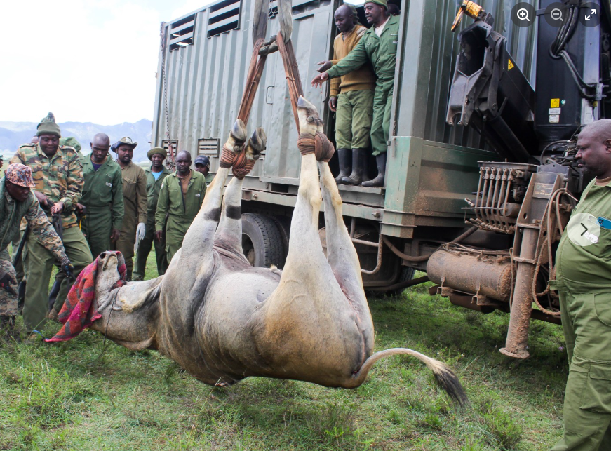 KWS moves wildlife due to habitat loss