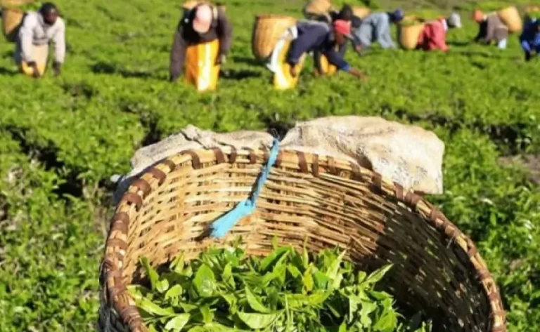 Kenya’s tea earnings rise to Ksh.218.8 billion amid Middle East crisis