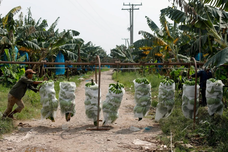 Del Monte to lay off 850 banana workers in Costa Rica