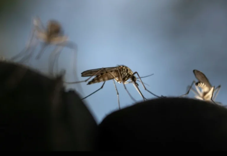 Mosquitoes can learn to love common repellent, scientists find