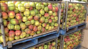 Murang’a mango farmers to get extra 25% payout