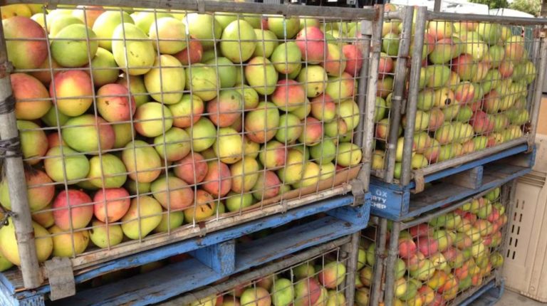 Murang’a mango farmers to get extra 25% payout