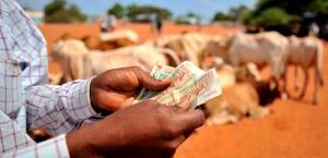 Climate shocks drive demand for crop, livestock insurance among Kenyan farmers