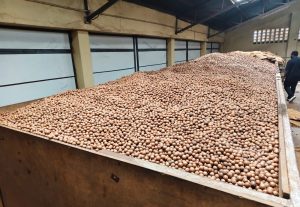 Macadamia processors warn farmers against cheap offers by brokers