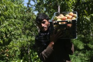 Bountiful rains boost Afghan harvests, raising farmers’ hopes