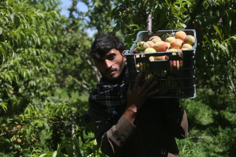 Bountiful rains boost Afghan harvests, raising farmers’ hopes