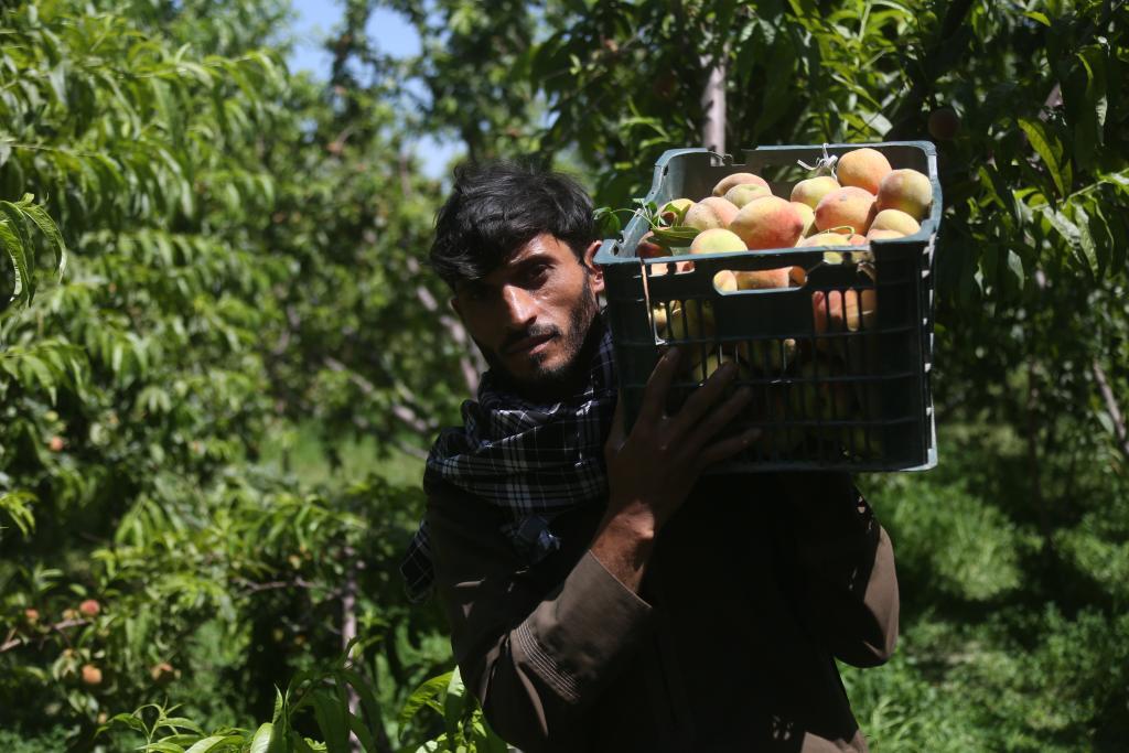 Bountiful rains boost Afghan harvests, raising farmers’ hopes