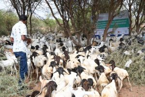 Wajir targets 250k animals in mass livestock vaccination drive