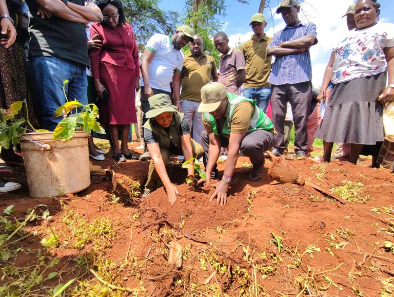 Relief as Murang’a coffee prices hit Sh105 per kilo