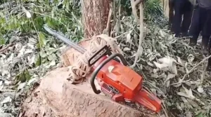 Man killed by falling tree branch while cutting timber in Kirinyaga