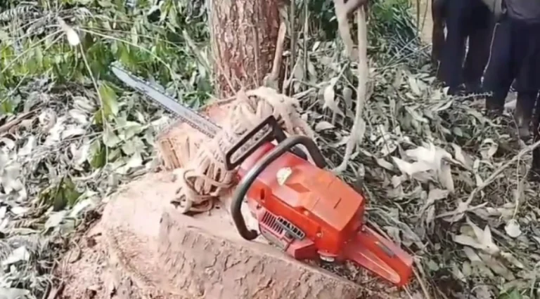 Man killed by falling tree branch while cutting timber in Kirinyaga