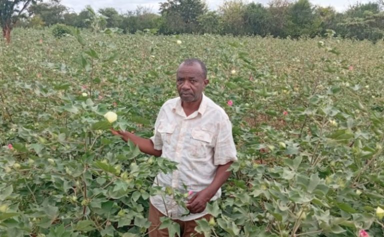 Boost to Yatta cotton farmers as state distributes pesticides