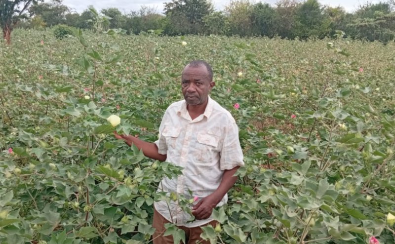 Boost to Yatta cotton farmers as state distributes pesticides