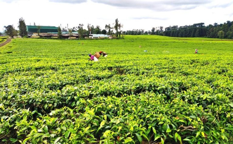 Tea farmers earn Sh55 billion despite row over new levy