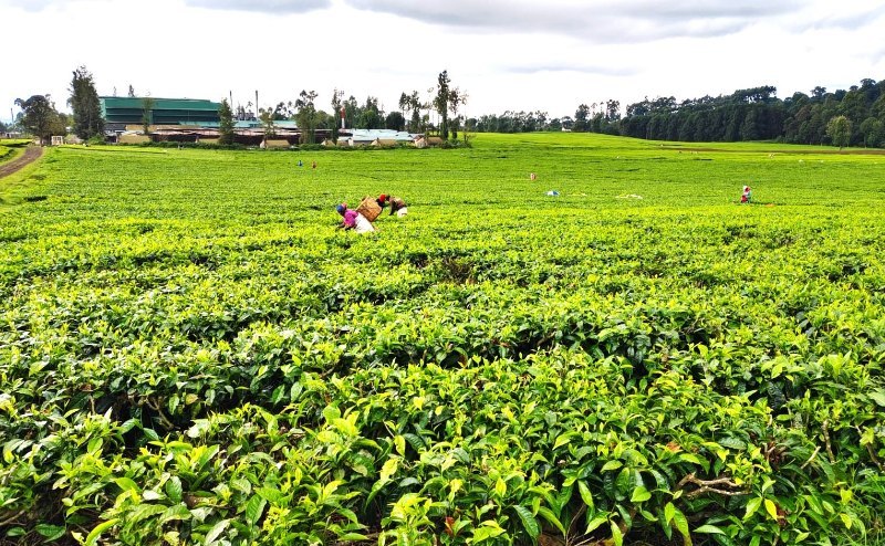 Tea farmers earn Sh55 billion despite row over new levy
