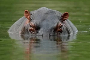 14-year-old boy killed in hippo attack in Kilifi