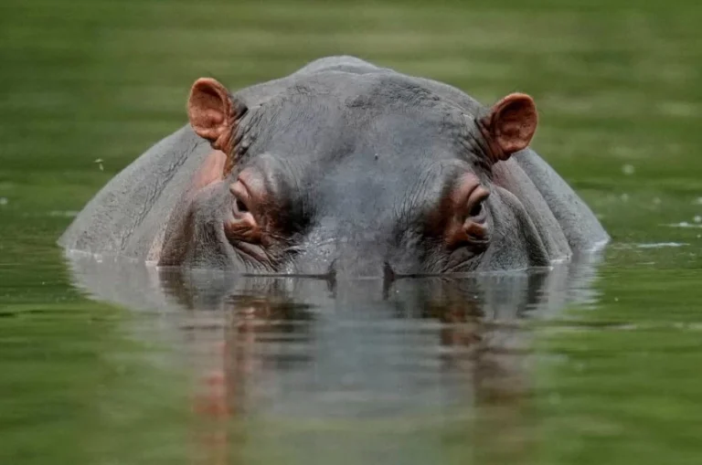14-year-old boy killed in hippo attack in Kilifi